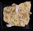 Exquisite Miniature Ammonite Fossil Cluster - France #31765-1